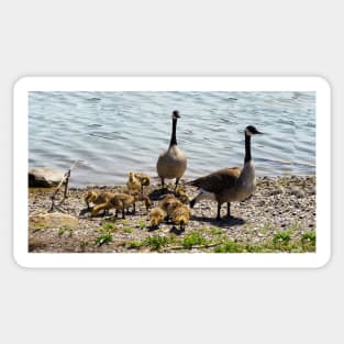 Canada Goose Parents With Their Goslings Sticker